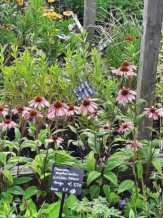 Gite Du Jardin Fleuramour Lachaux